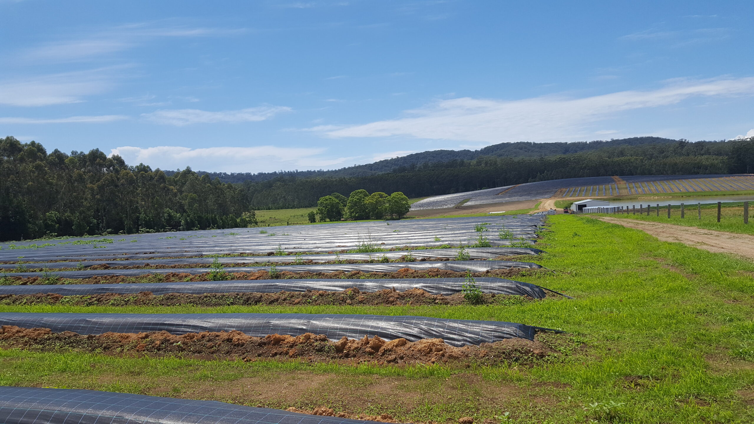What Is WeedStop® Weed Mat and how well does it work?