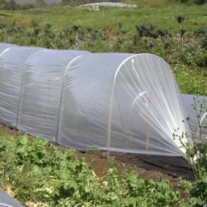 Cloche System Film 2.65m x 250m roll 50um Clear, Plain natural UV LDPE Centrefold