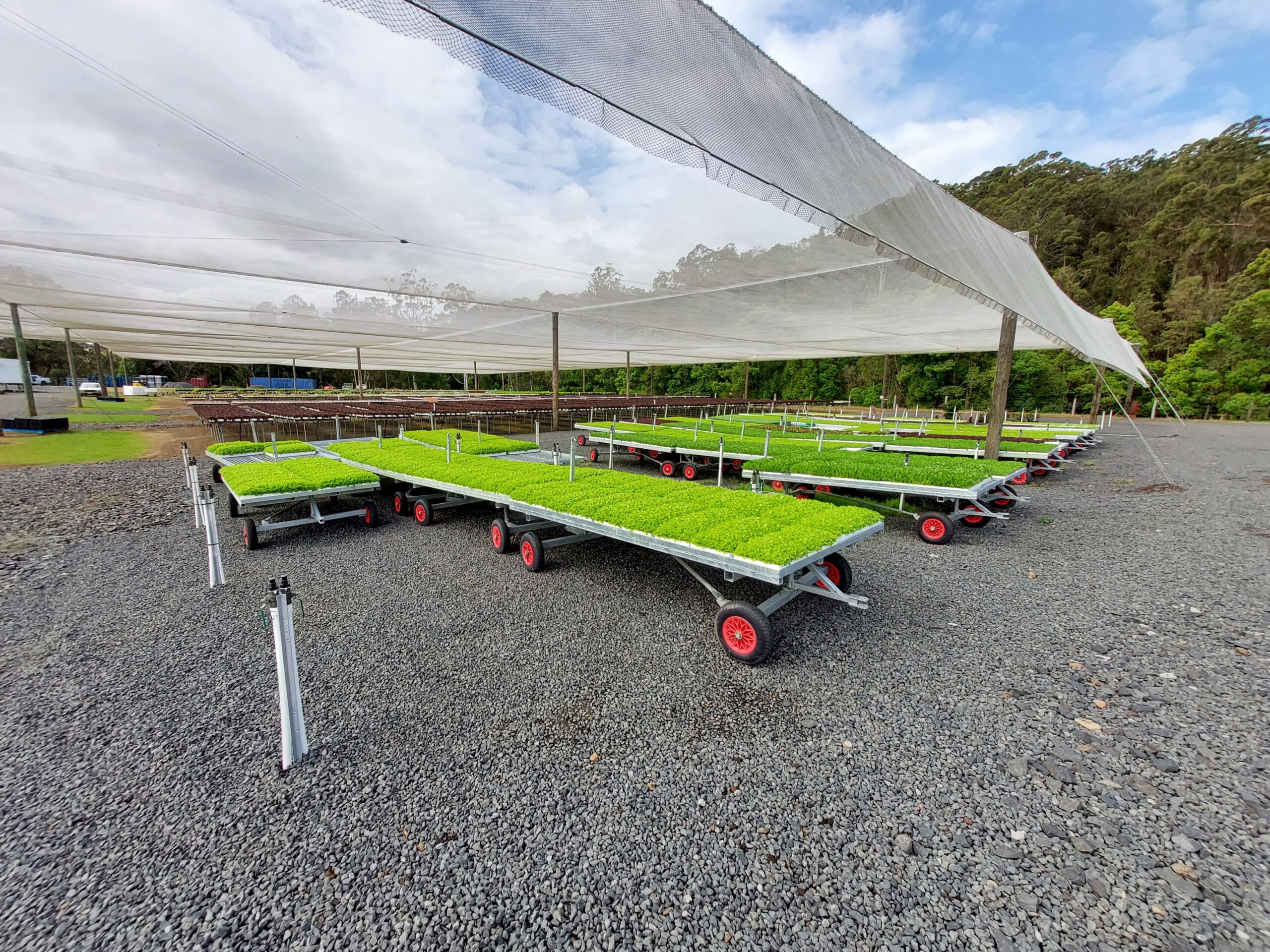 Green produce on trays under netting structure
