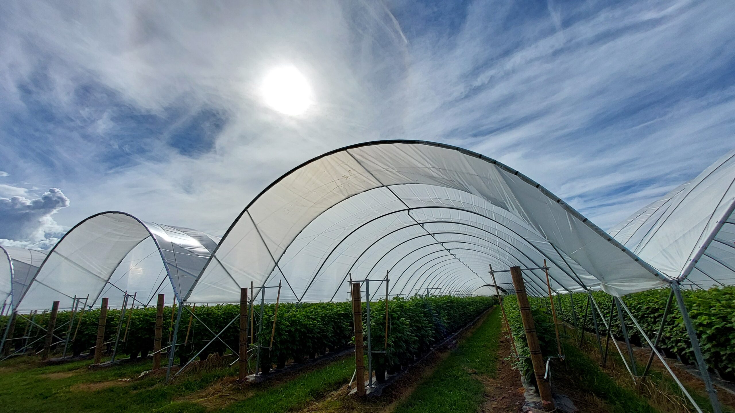 Wide angle view from bottom - tunnels covering crops - sun shining bright