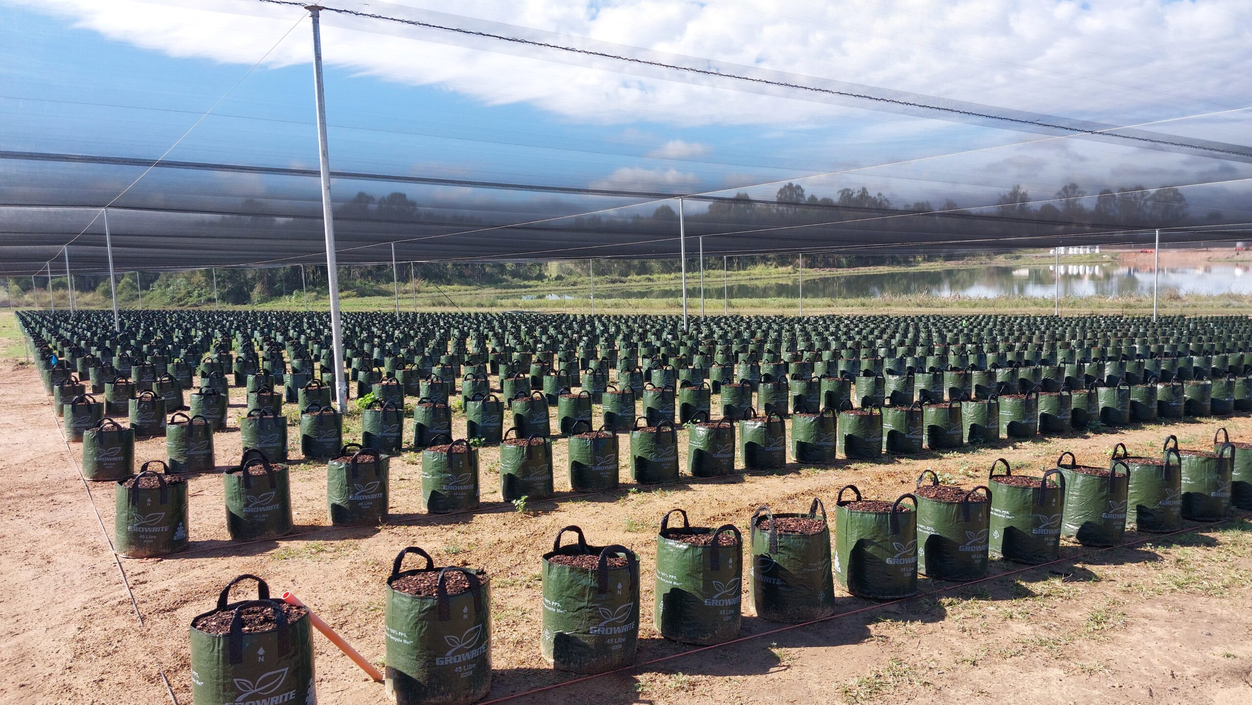 Shot under netting structure - rows of grow bags