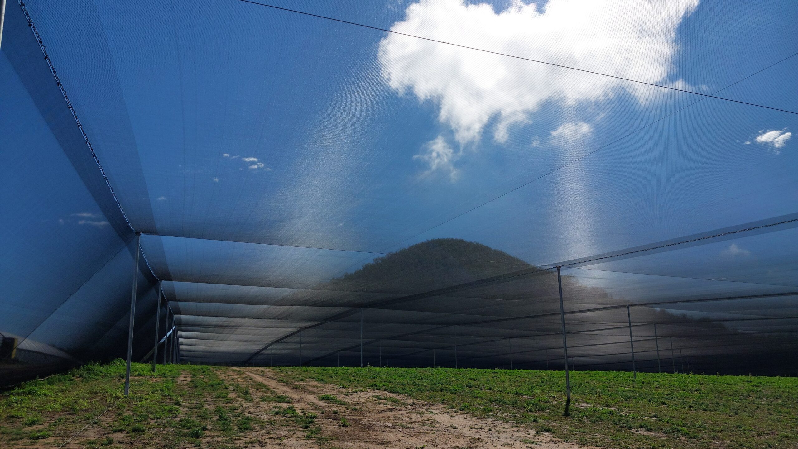 Vivew from ground under netting shade structure