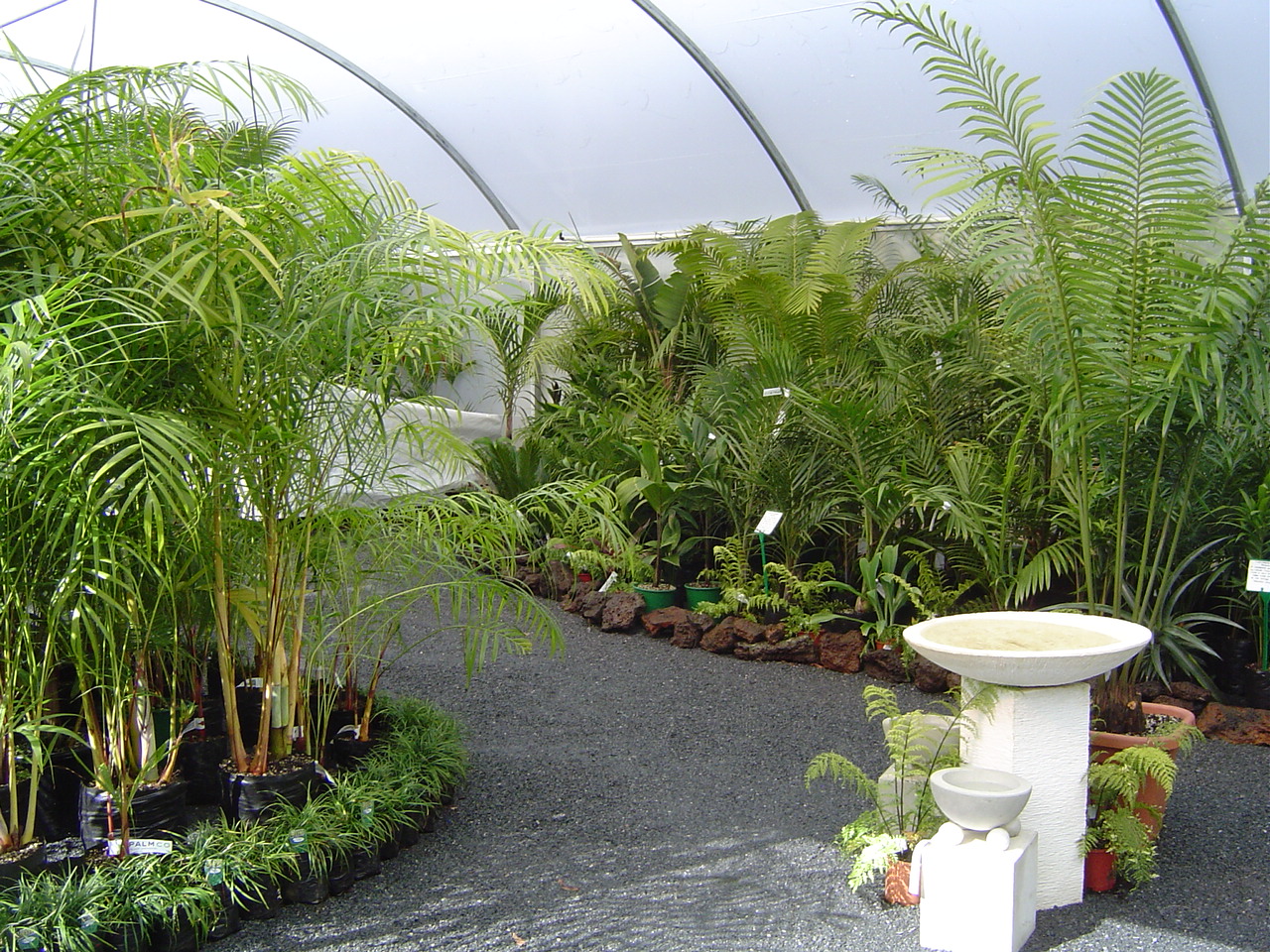Gravel path surrounded by tall green plants, undercover