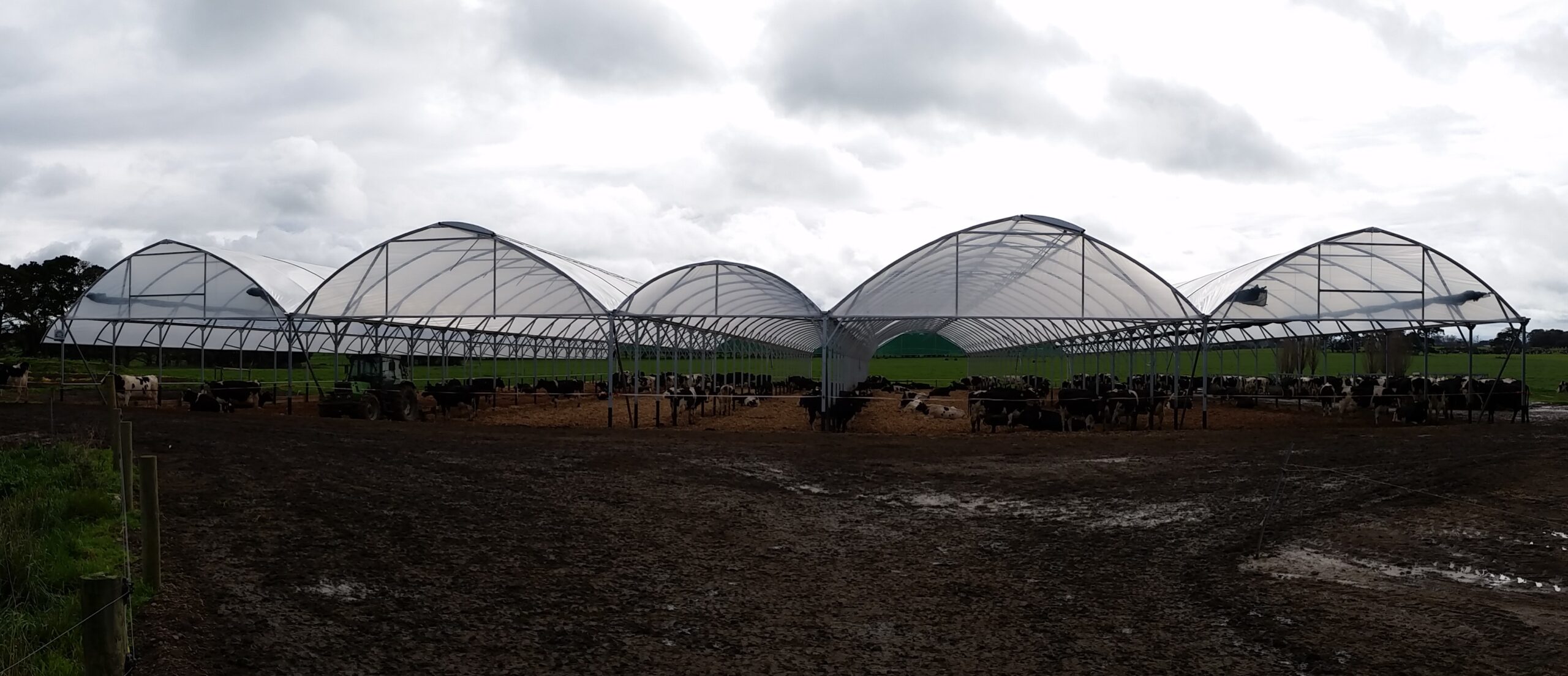 Wide angle view - animal shelters - cows eating