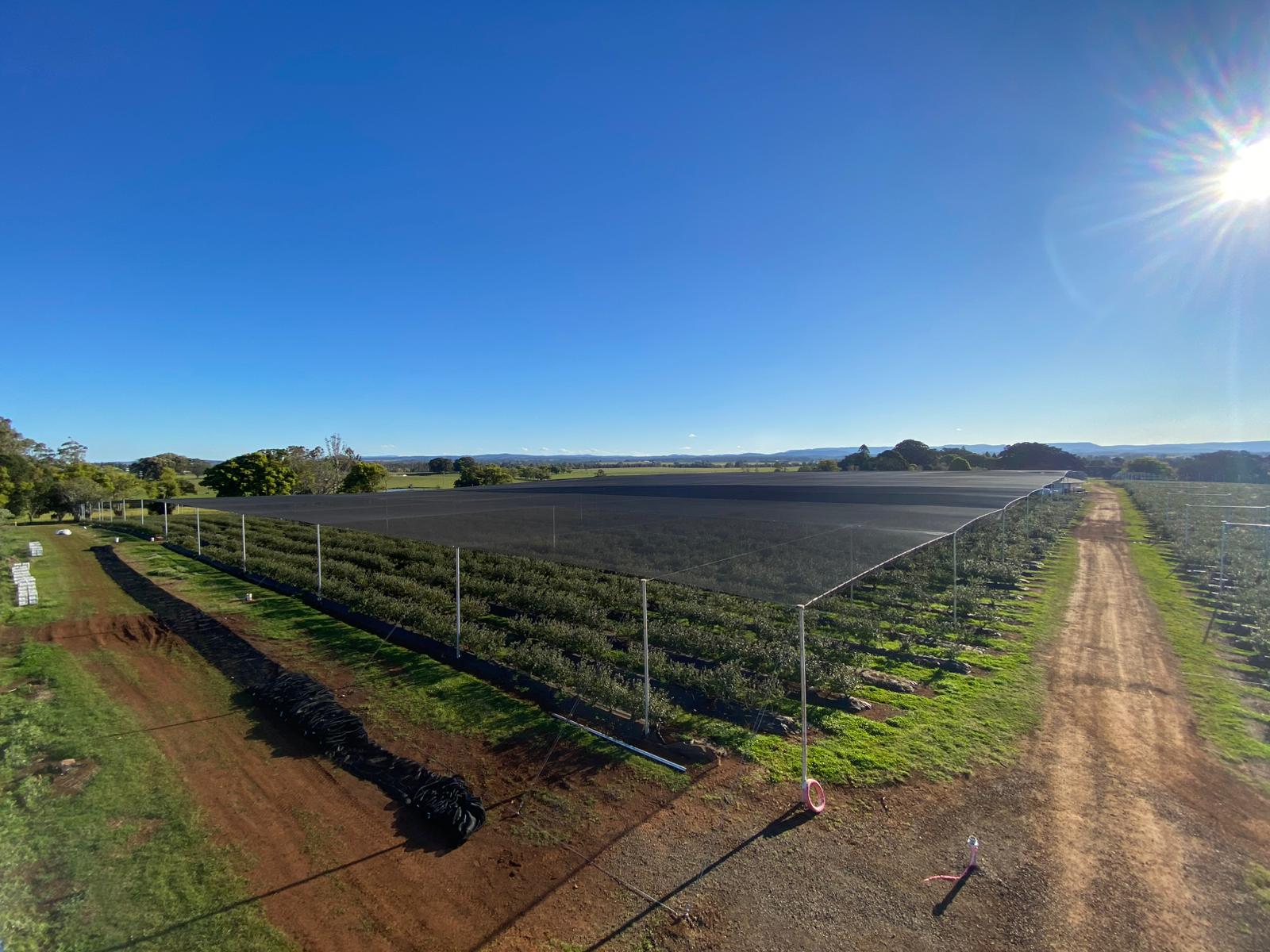 drone shot - lower angle - netting over rows of crops - bright blue sky